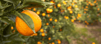 Boosts immune health